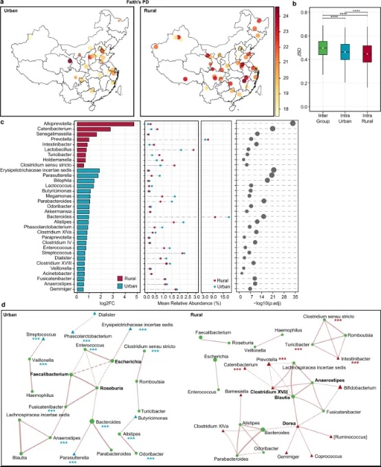 中国人肠道菌群及其与主食类型、种族和城市化的关系